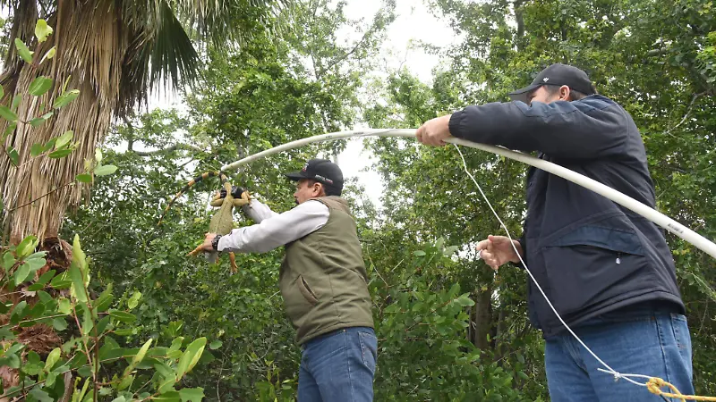 Laguna del Carpintero: Rescatan reptiles afectados por el clima extremo